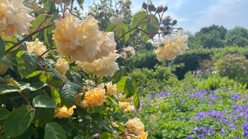 A garden in full bloom, featuring a vibrant array of light champagne and purple flowers amidst greenery.
